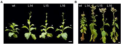 A Multi-OMICs Approach Sheds Light on the Higher Yield Phenotype and Enhanced Abiotic Stress Tolerance in Tobacco Lines Expressing the Carrot lycopene β-cyclase1 Gene